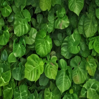 green leaves background