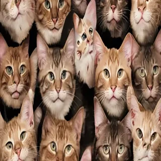 cat background iphone