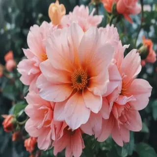 aesthetic floral iphone wallpaper