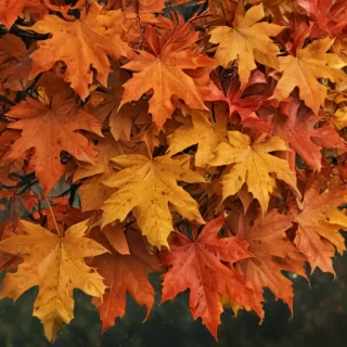 autumn leaves png
