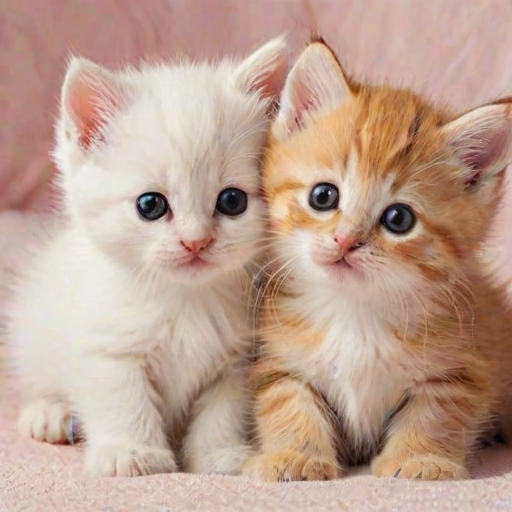 cute kittens wallpaper