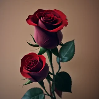 image of a red rose