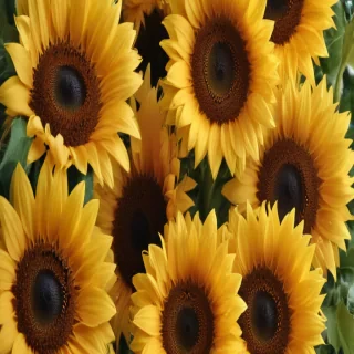 cute sunflower wallpaper