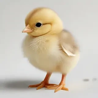 transparent chick