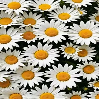 aesthetic daisy wallpaper