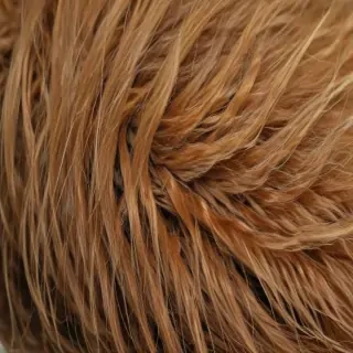 hairy free