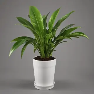 potted plant png