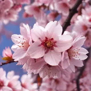high resolution cherry blossom wallpaper