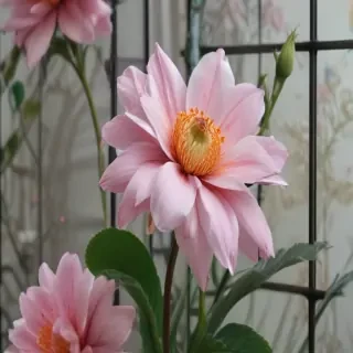 flowers behind glass wallpaper