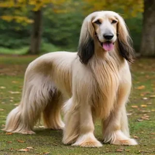 afghan hound dog breed