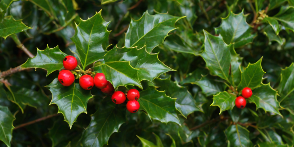 images of holly