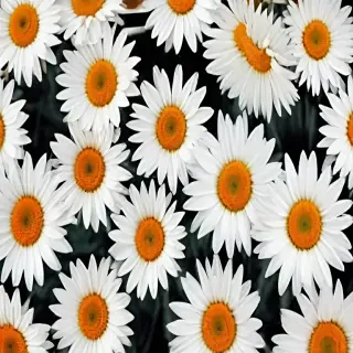 daisy wallpaper iphone