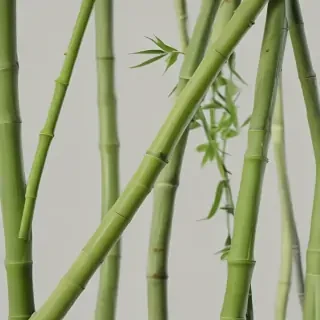 bamboo png