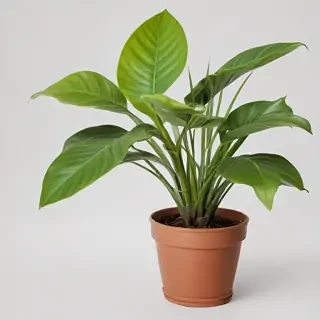 house plant png