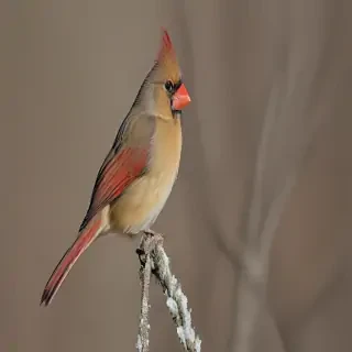 female cardinal