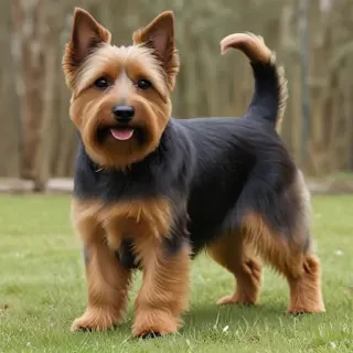 australian terrier dog breed