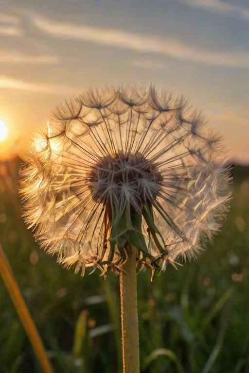 This is a photographic print, a close-up photo of a dandelion in a meadow, with the setting sun illuminating the edges of the dandelion.