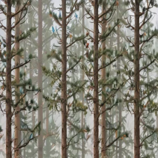 pine tree transparent