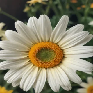 iphone daisy wallpaper