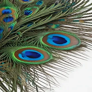 peacock feather png