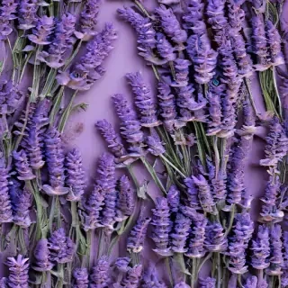 lavender phone background