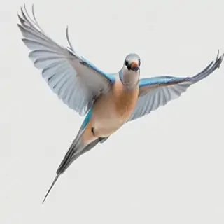 birds flying transparent background