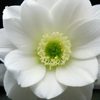 white flower wallpaper