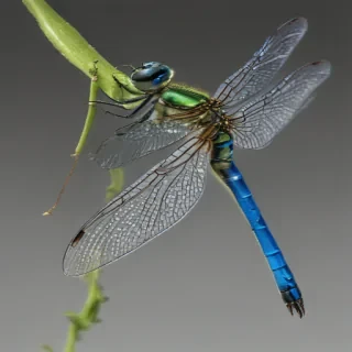 dragonfly png