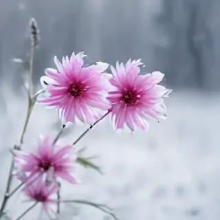 winter flower wallpaper background