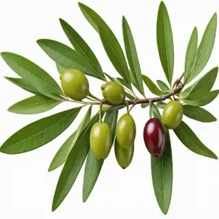 olive branch png