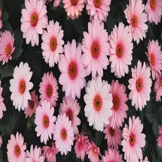 cute aesthetic wallpapers flowers