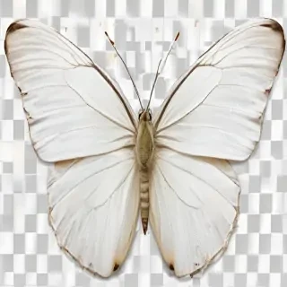 white butterfly png