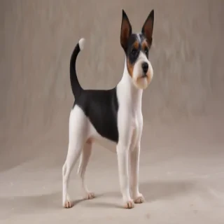toy fox terrier