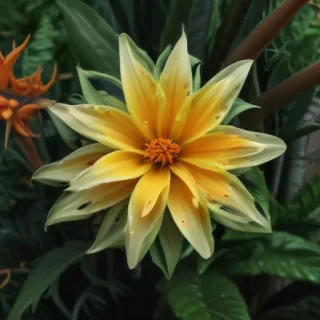 plant desktop wallpaper