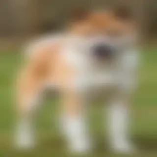 akita pit dog breed