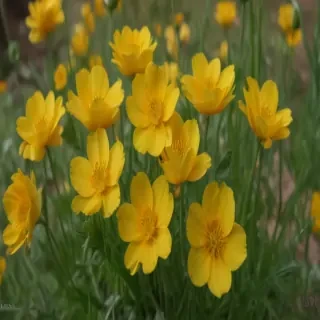 buttercup flower