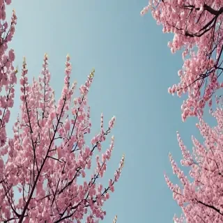 aesthetic wallpaper spring