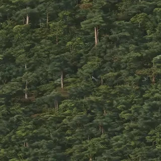 background trees
