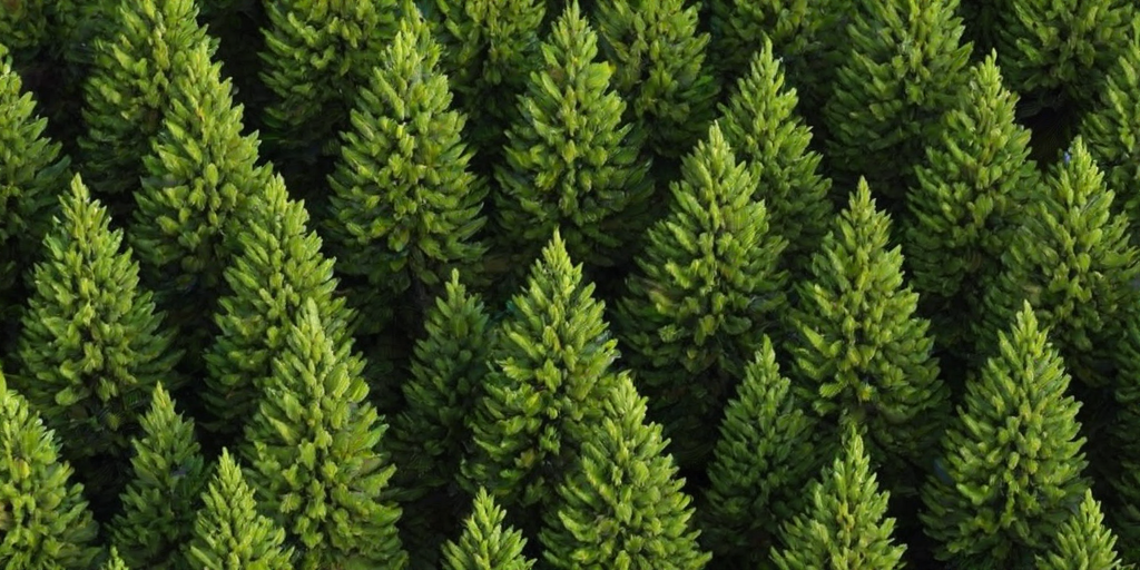 pine trees transparent background