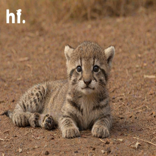 hi gif