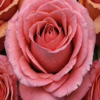 rose backround