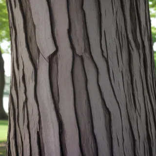 tree bark