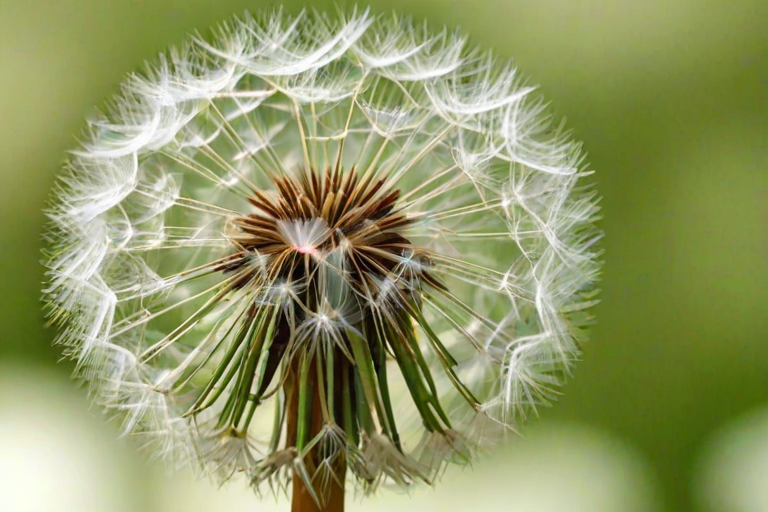 dandelion png