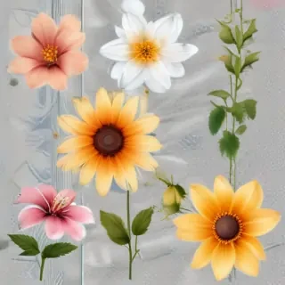 clipart transparent background flowers