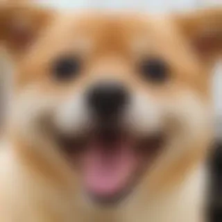 happy face