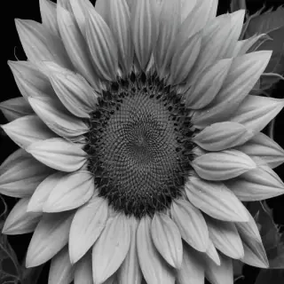 clip art sunflower black and white