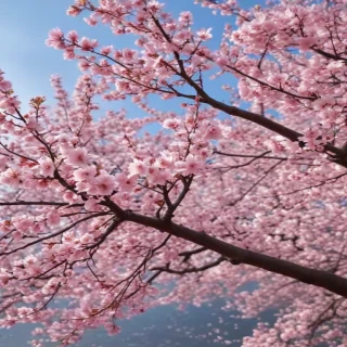 cherry blossom backgrounds