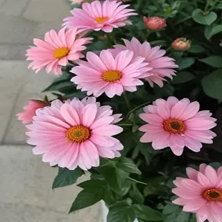 flowers aesthetic