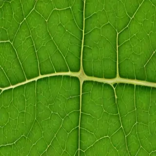 leaf png transparent
