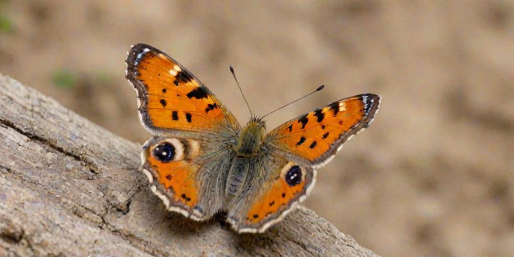 cute butterfly